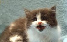 Кошачий язык — основы понимания питомца Обращаем внимание на уши кота